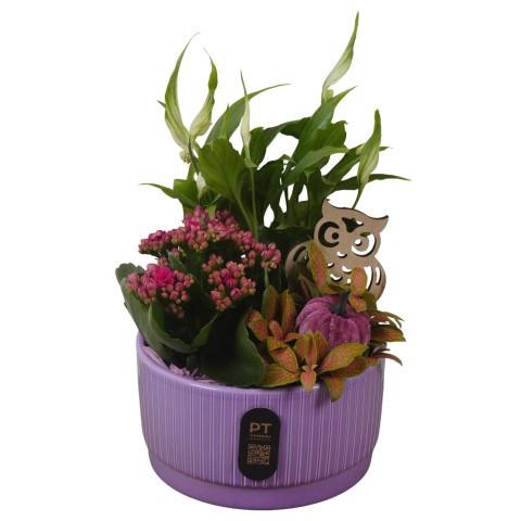 <h4>PTHI3201 Arrangement Autumn Indoor in keramiek schaal</h4>