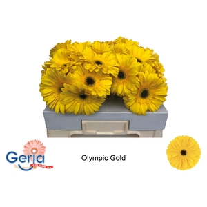 GE GR OLYMPIC GOLD