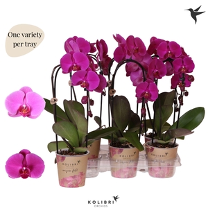 Kolibri Orchids Phalaenopsis Cascade Niagara Fall violet 1 spike