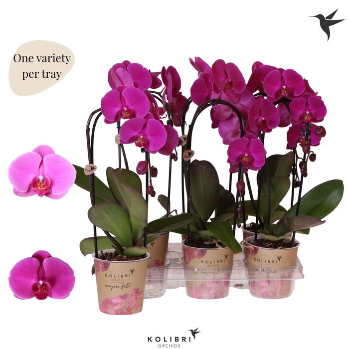 <h4>Kolibri Orchids Phalaenopsis Cascade Niagara Fall violet 1 spike</h4>