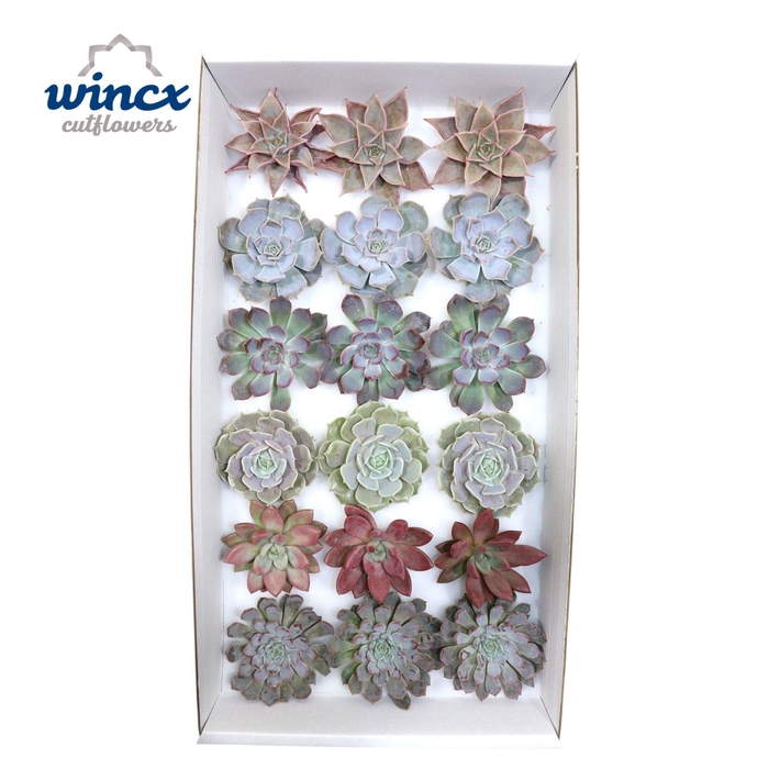 <h4>Echeveria Love Mix (wincx) Cutfl ( 6 Spcs)</h4>