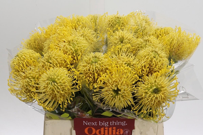 <h4>Nutans High Gold</h4>