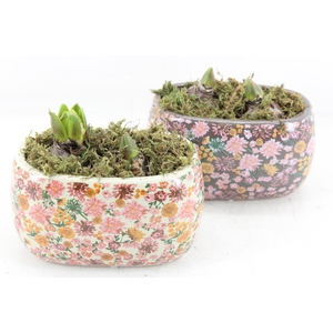 arr4 Hyacint FL - Late fashion ovaal