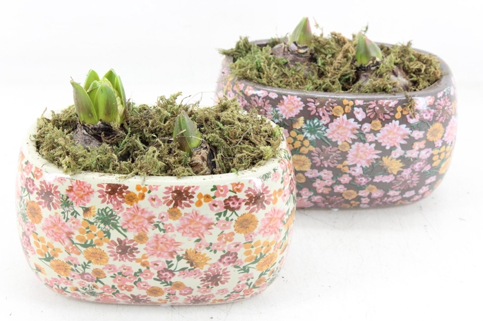 <h4>arr4 Hyacint FL - Late fashion ovaal</h4>