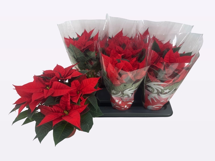 <h4>EUPHOR P FREYA</h4>