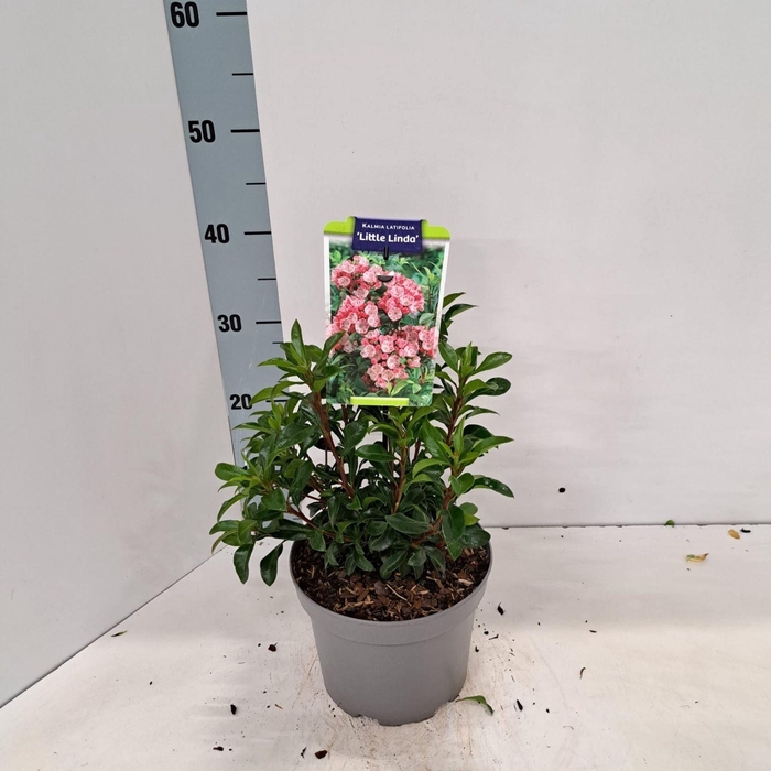 <h4>Kalmia latifolia</h4>