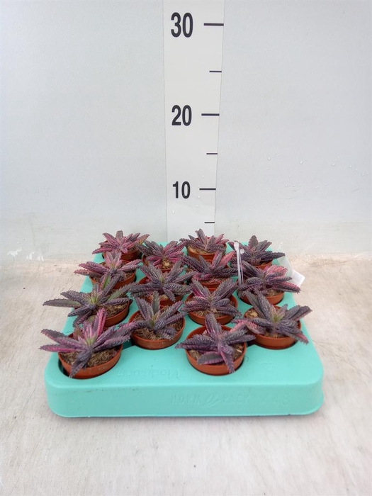 <h4>Kalanchoe NF tubiflora</h4>