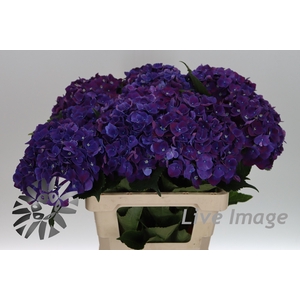 Hydrangea my mon amour purple