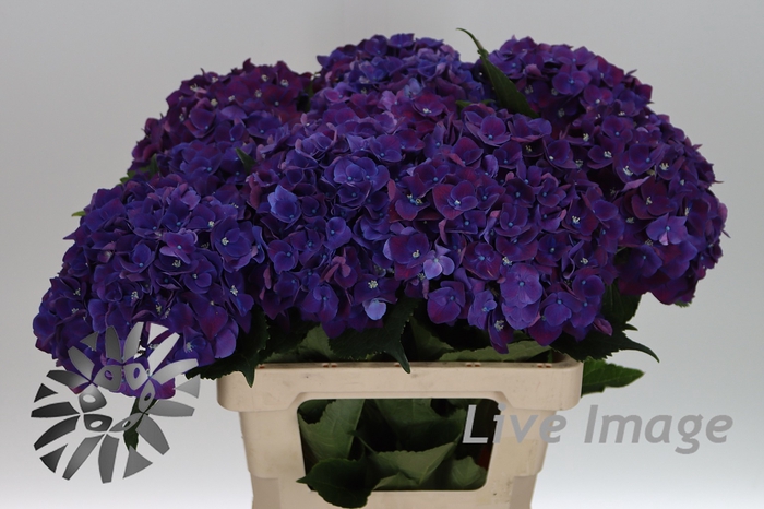 <h4>Hydrangea my mon amour purple</h4>