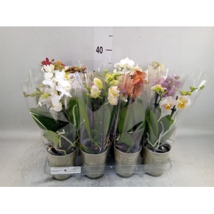 Phalaenopsis   ...mix
