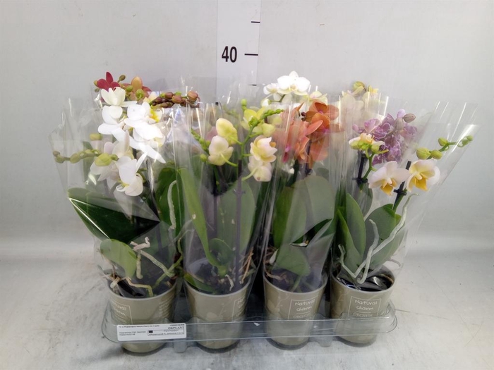 <h4>Phalaenopsis   ...mix</h4>