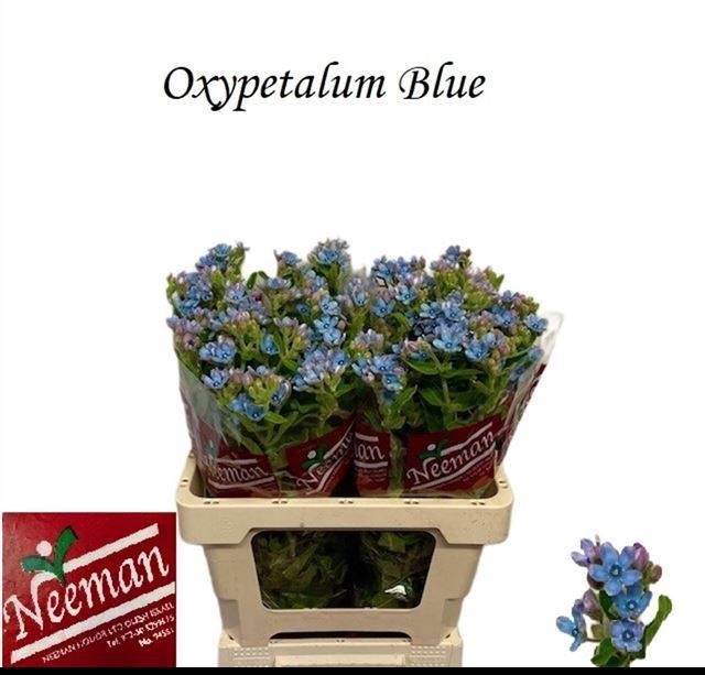 <h4>OXY CO TAN PURE BLU</h4>