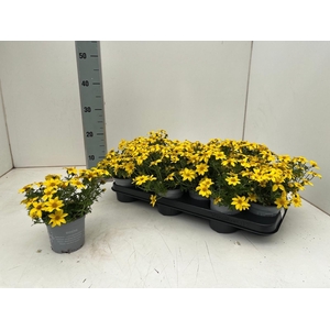 BID YELLOW CHARM