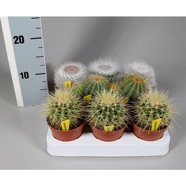 <h4>Cactus 8,5 cm bollenmix op rij met naametiket</h4>