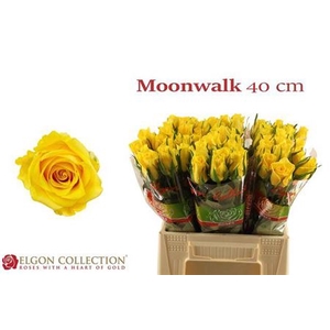Rosa grootbloemig Moonwalk