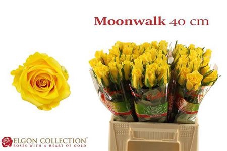 <h4>Rosa grootbloemig Moonwalk</h4>