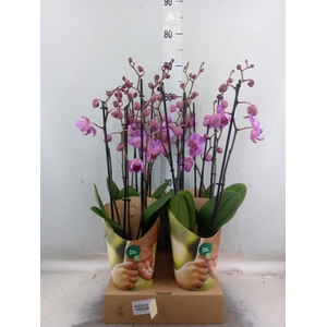 Phalaenopsis  'Ant Pittsburgh'