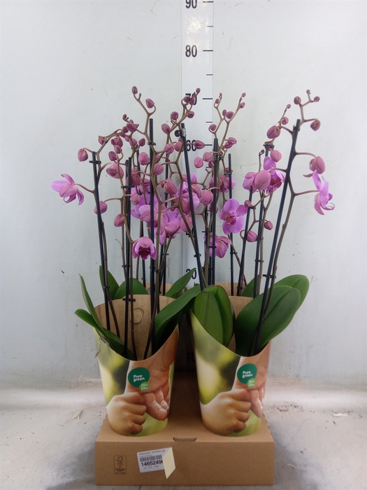<h4>Phalaenopsis  'Ant Pittsburgh'</h4>