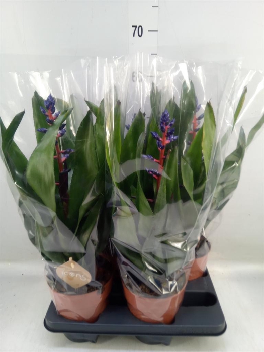 <h4>Aechmea ...</h4>