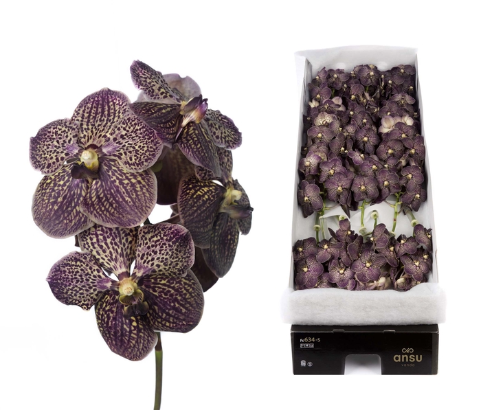 Vanda 16 tak Chocolate brown
