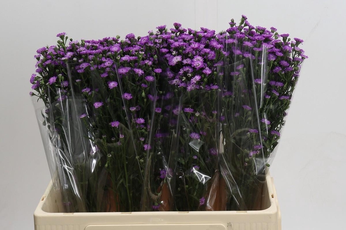 <h4>Aster Baby Pink</h4>