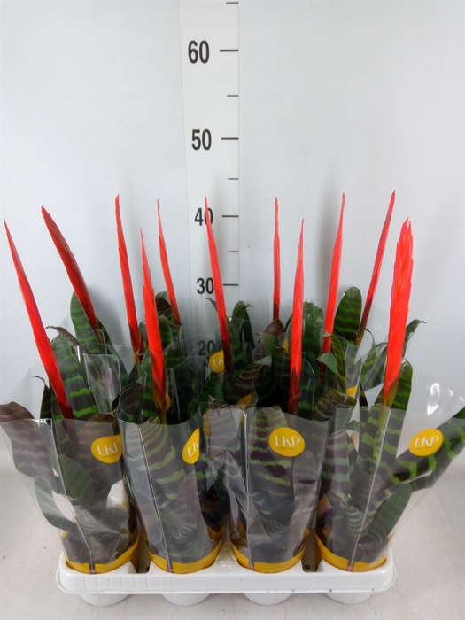 <h4>Vriesea  'Era'</h4>