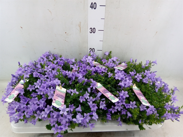 <h4>Campanula porten. 'Ambella Lavende'</h4>