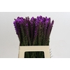 Liatris Callilepis