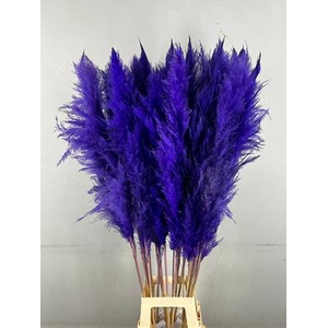 Df Pampas 130cm Dark Lilac