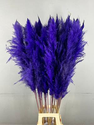 <h4>Df Pampas 130cm Dark Lilac</h4>