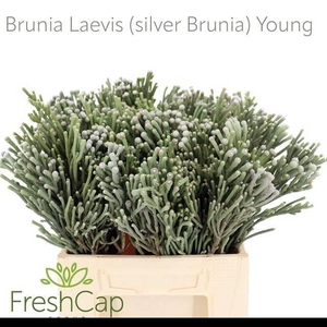 BRUN LAEVIS 40 CM x10 TAK