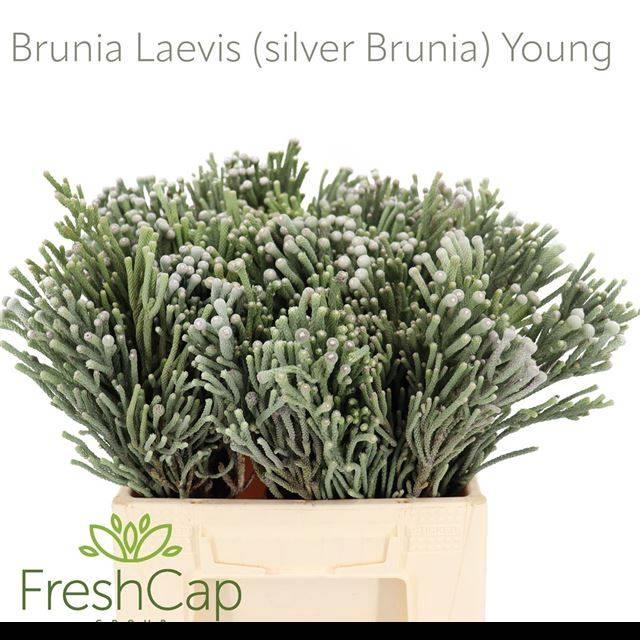 <h4>BRUN LAEVIS 40 CM x10 TAK</h4>