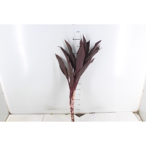 FOLHAGEM DRACENA RUBRA VINHO