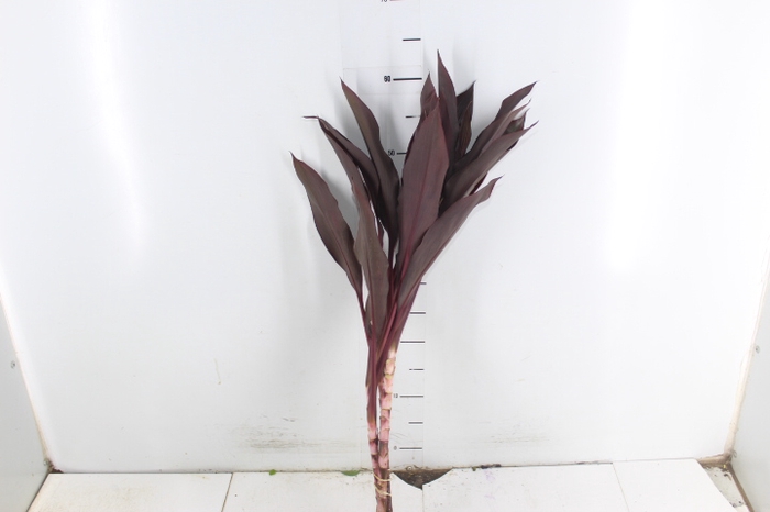 FOLHAGEM DRACENA RUBRA VINHO