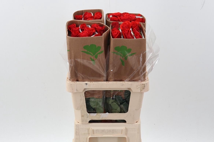 <h4>R Gr Nina 50cm Fu</h4>