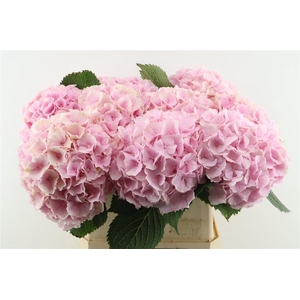 Hydr M Verena Pink 80-22