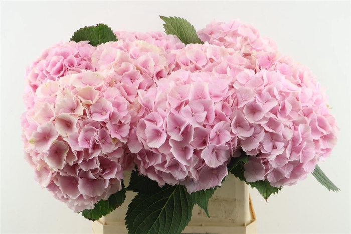 <h4>Hydr M Verena Pink 80-22</h4>