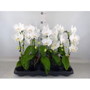Phalaenopsis   ...white