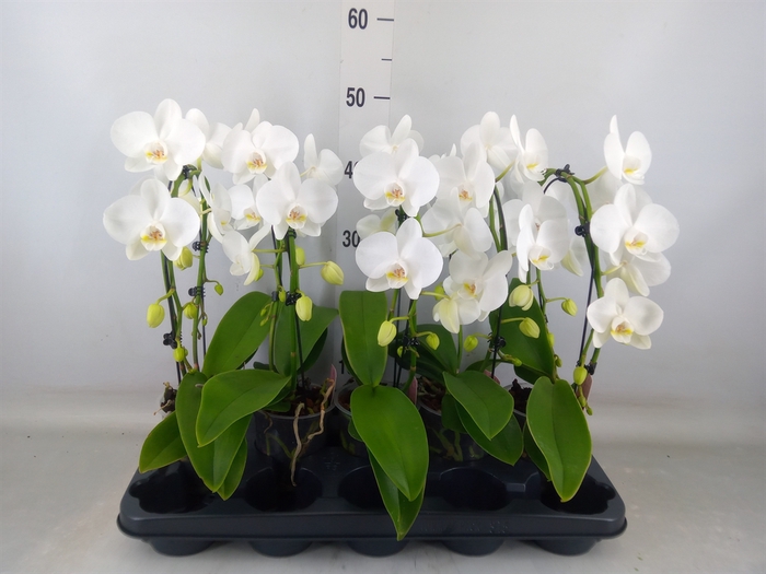 <h4>Phalaenopsis   ...white</h4>