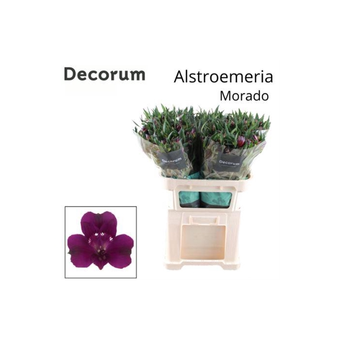 <h4>Alstr Morado</h4>