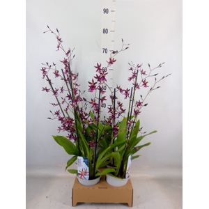 Oncidium   ...