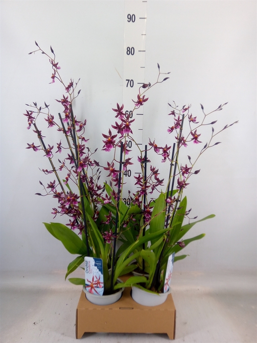 <h4>Oncidium   ...</h4>