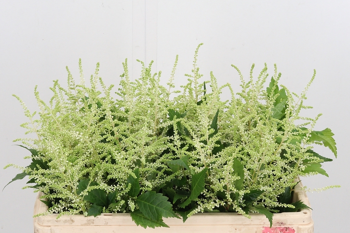 <h4>Astilbe Washingthon</h4>