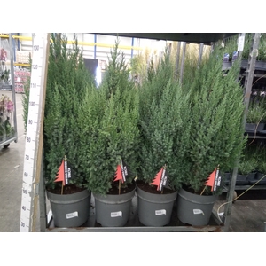 Juniperus chinensis 'Stricta'