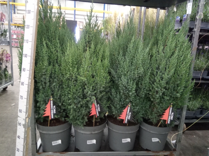 <h4>Juniperus chinensis 'Stricta'</h4>