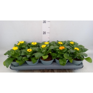 Calendula offic.