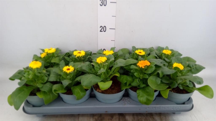 <h4>Calendula offic.</h4>