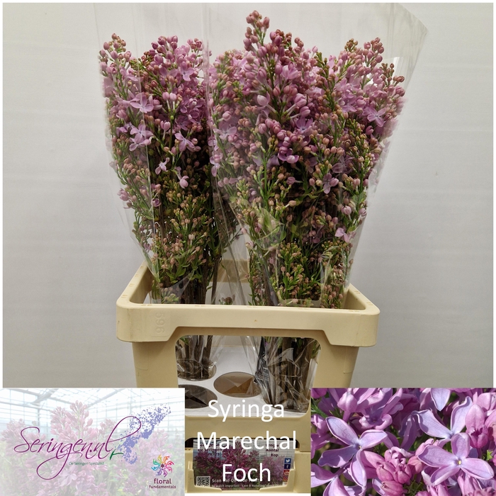 <h4>SYR V MARECHAL FOCH</h4>