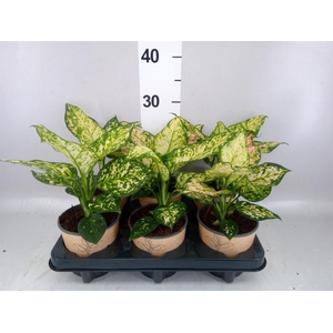 Aglaonema   ...