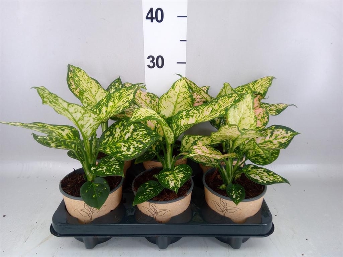 <h4>Aglaonema ...</h4>